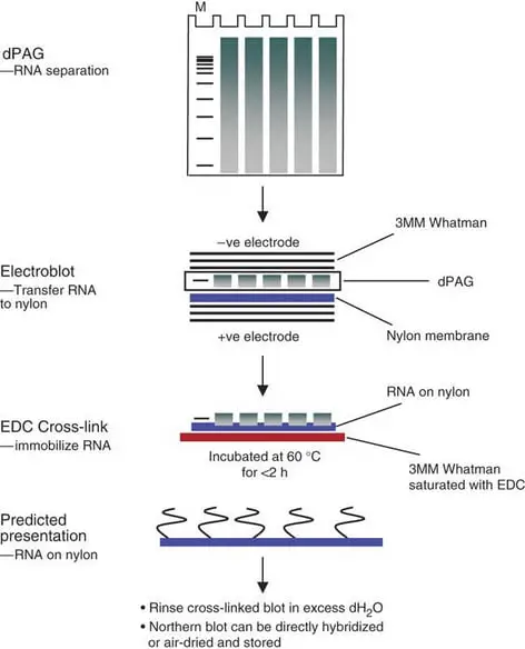 improved northern blotting procedure for enhanced detection of small RNA