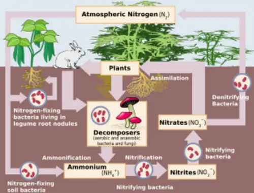Nitrogen fixation is the first phase of the nitrogen cycle
