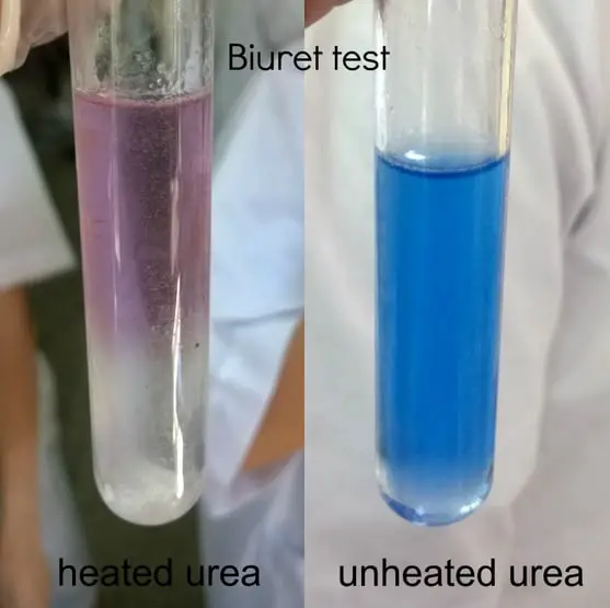 Two test tubes were subjected to biuret test
