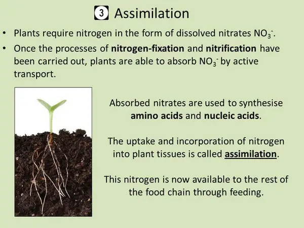 assimilation process which is the third phase of the nitrogen cycle