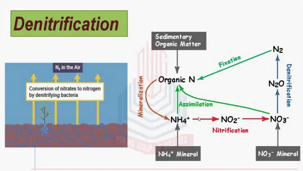 denitrification process, which is the final step in the nitrogen cycle