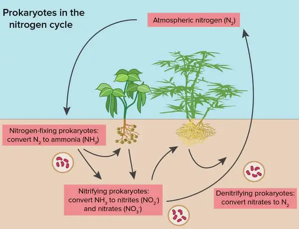 how a nitrogen cycle takes place