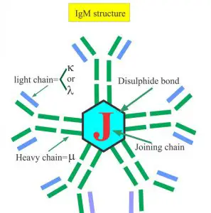 Antibody : Types, Structure, Classes and Functions