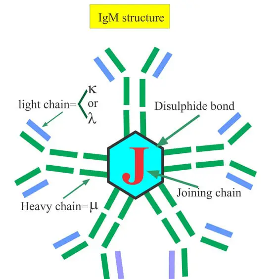 look at the structure of immunoglobulin M