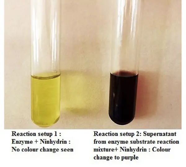 ninhydrin test involving two test tubes
