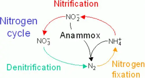 nitrification process of the nitrogen cycle