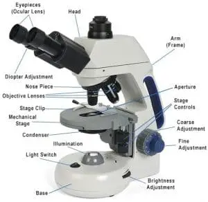 Compound Microscope – Types, Parts, Diagram, Functions and Uses