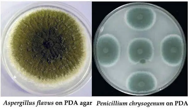 A. flavus growth on potato dextrose agar while the one on the right is P.chrysogenum