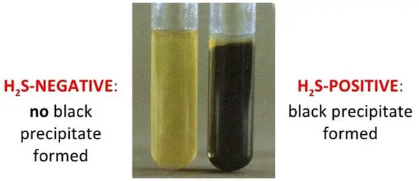 Two test tubes Hydrogen Sulfide Test