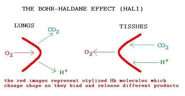 image shows a comparison image between Haldane effect and Bohr effect