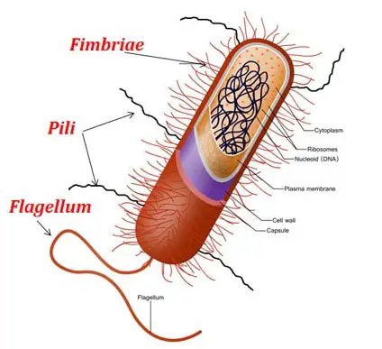 closer look at flagella image