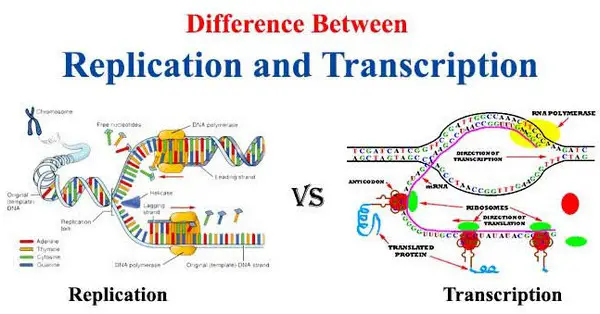 comparison image between DNA replication and transcription