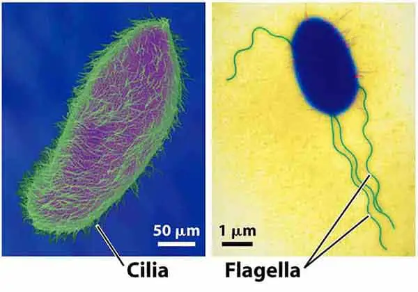 comparison image between cilia and flagella