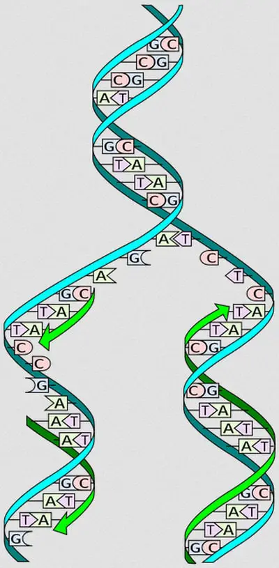 image presentation on how DNA replication takes place