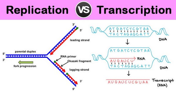image represents how DNA replication and transcription take place