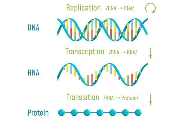image shows how a DNA transcription takes place