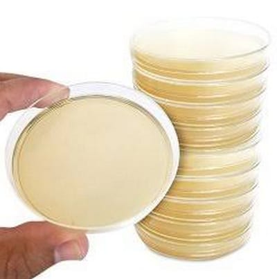 potato dextrose agar plate image