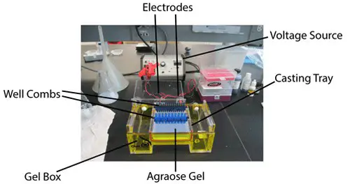 figure above shows the process of running an agarose gel