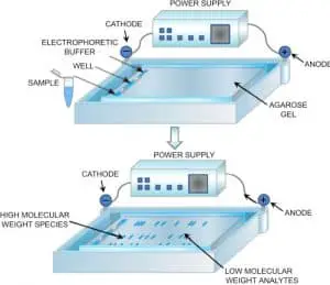Agarose gel electrophoresis of DNA – Principle, Protocol and Uses