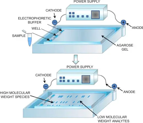 image above shows how an agarose gel electrophoresis is performed