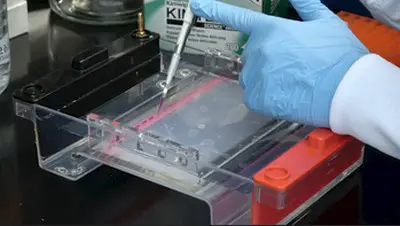 image above shows how an agarose gel electrophoresis is done