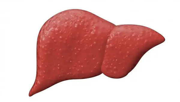 image is a close up look of a human liver