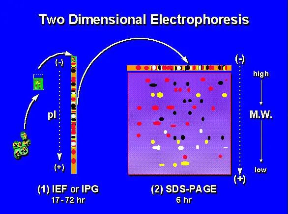 image representation of two-dimensional electrophoresis