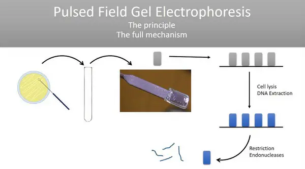 principle of pulse-field gel electrophoresis as shown in the image
