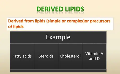 Derived lipids include steroids, fatty acids, cholesterol, and some essential vitamins like A and D