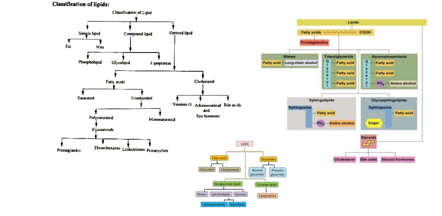 classification types of lipid chemistry