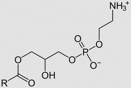 image above shows a biochemical structure of lipids