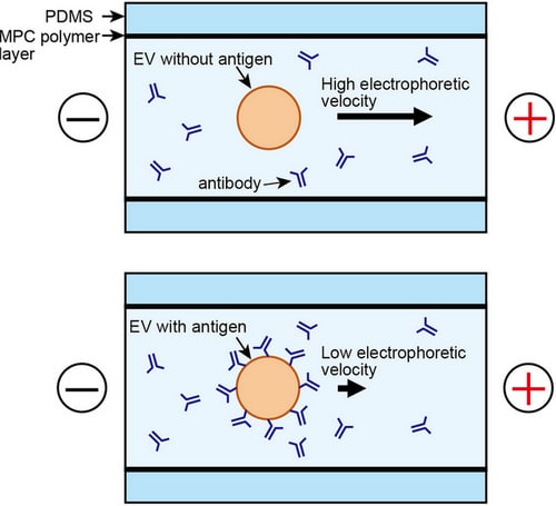 image above shows the schematic presentation of immunoelectrophoresis