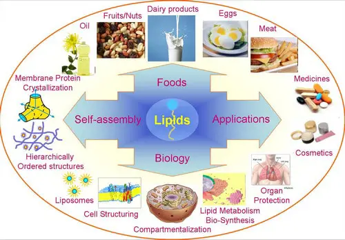 image that represents the structure and functions of lipids