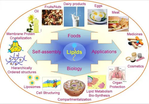 lipid examples