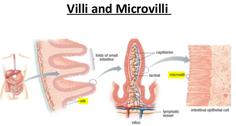 microvilli vs villi difference image