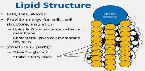 molecules of lipids as seen in the illustration