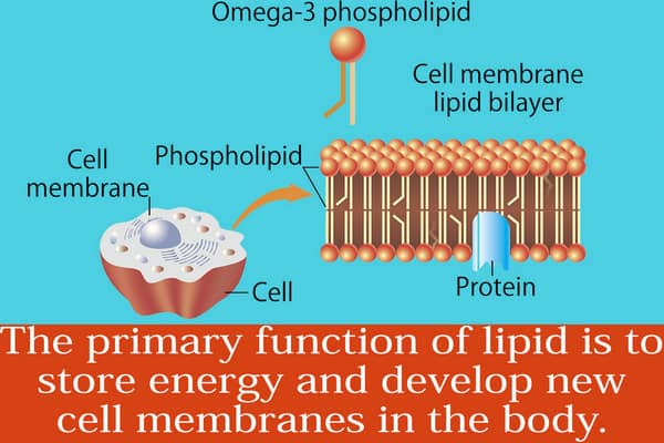 representation of the types and sources of lipids as seen on the image