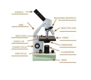 Parts of the Microscope with Labeling (also Free Printouts)