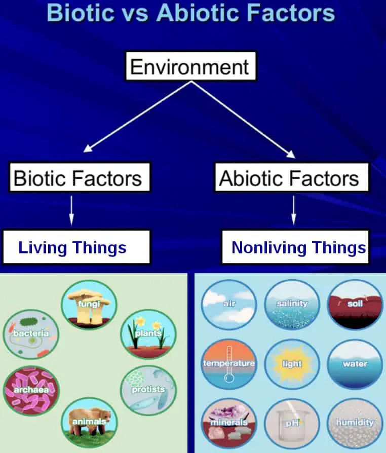 biotic vs abiotic factors difference