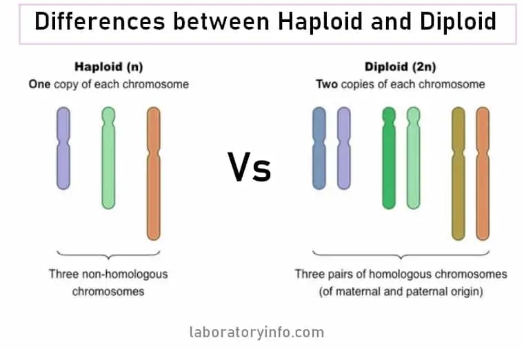 difference between haploid and diploid