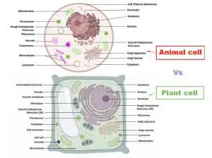 Difference between Plant cell and Animal cell
