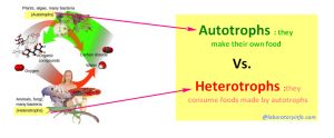 Difference between Autotroph and Heterotroph