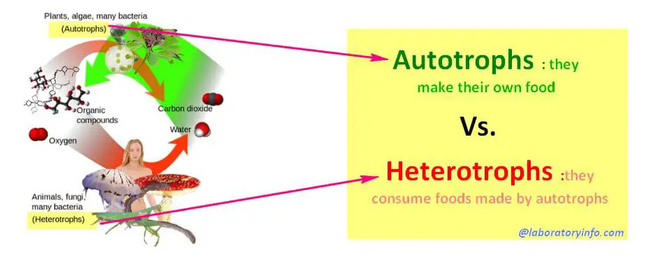 difference between Autotrophs and Heterotrophs