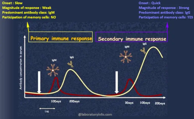 Difference between Primary and Secondary immune response ...