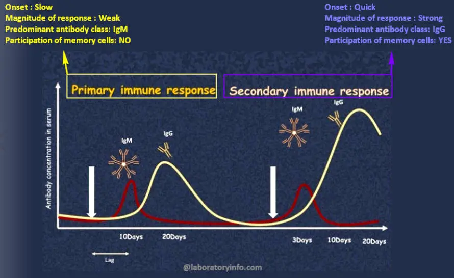 Difference between Primary and Secondary immune response