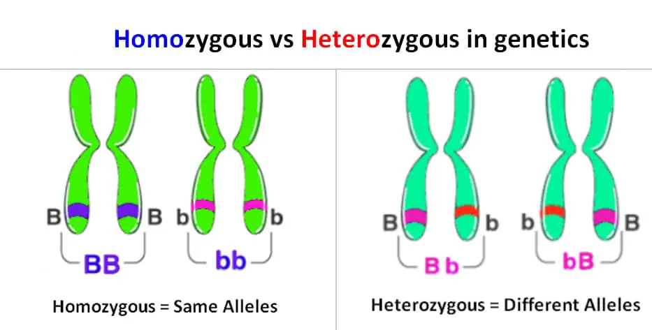 Homozygous vs heterozygous alleles in genetics