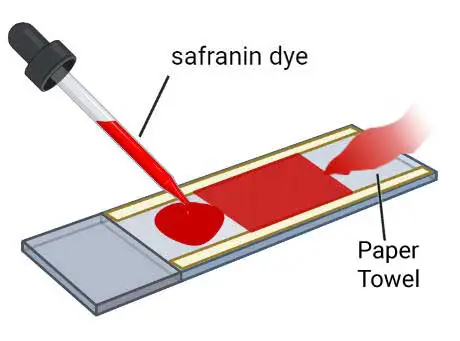 step 11 stain with safranin dye-wat 30sec