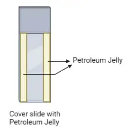 step 4 cover slide with petroleum jelly
