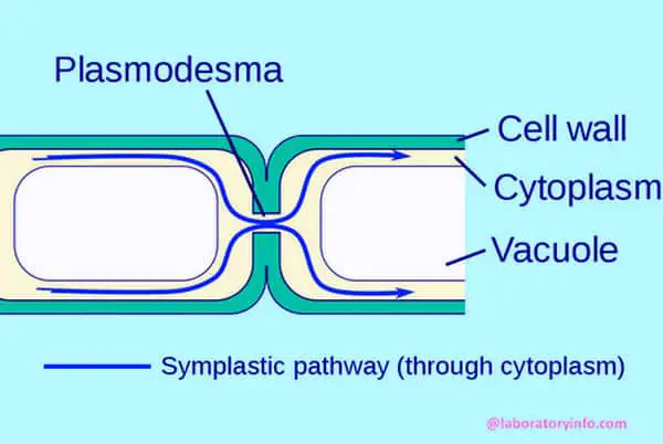 symplastic (symplast) pathway Diagram