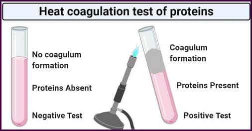 A comparison image of two test tubes with one tested negative for heat and acetic acid test tube tested positive image